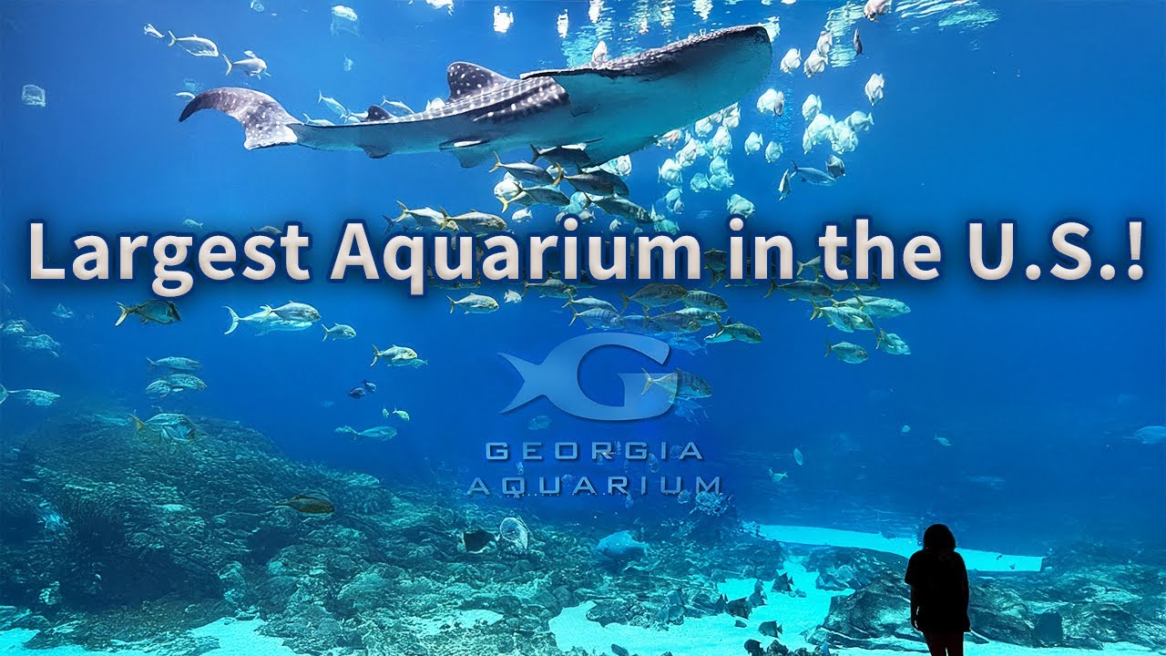 Аквариум Джорджии в Атланте | Пошаговое руководство по самому большому аквариуму в США!