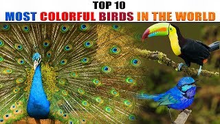 TOP 10 MOST COLORFUL BIRDS IN THE WORLD by BRIEF INFO TUBE 192 views 5 years ago 3 minutes, 39 seconds