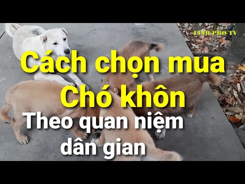 Video: Cách Tìm Chó Theo Nhãn Hiệu