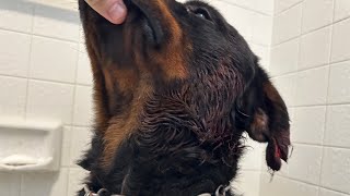 Rottweiler Picked On The Wrong Dog by The Rotty Ranch 11,999 views 1 year ago 39 seconds