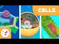 Prokaryotic and eukaryotic cells - Natural Science - Educational video for kids