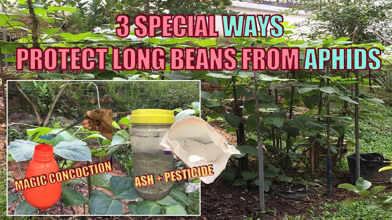 LONG BEANS FERTILIZER & PEST CONTROL Building A Trellis and Saving