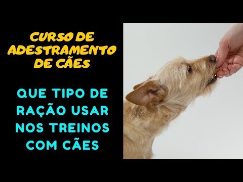 Curso de Adestramento de Cães - Que Tipo de Ração Usar Nos Treinos Com Cães?
