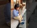 ふらふらじゃんwwww #ai #柴犬 #shorts