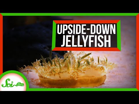How Upside-Down Jellies Sting You Without Touching You thumbnail