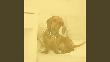 Scintillating Backdrops for Resting Doggies