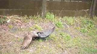 オオタカとカラス オオタカとカラス