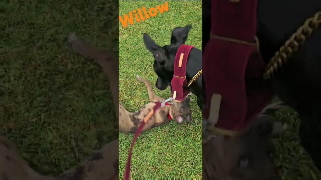 willow meets a new friend a 6 months old great dane x