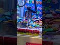 デメ⁉️ 🐧UFOキャッチャーを楽しむ🐟 ピン 水族館?