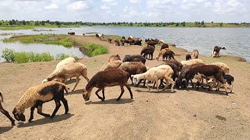 Redmi K20 pro camera video sample!!!