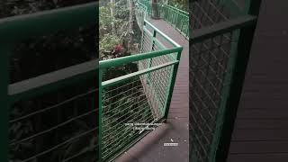 Download Lagu Eksotisme Babakan Siliwangi dalam Balutan Sejarah #babakansiliwangi #hutankota MP3