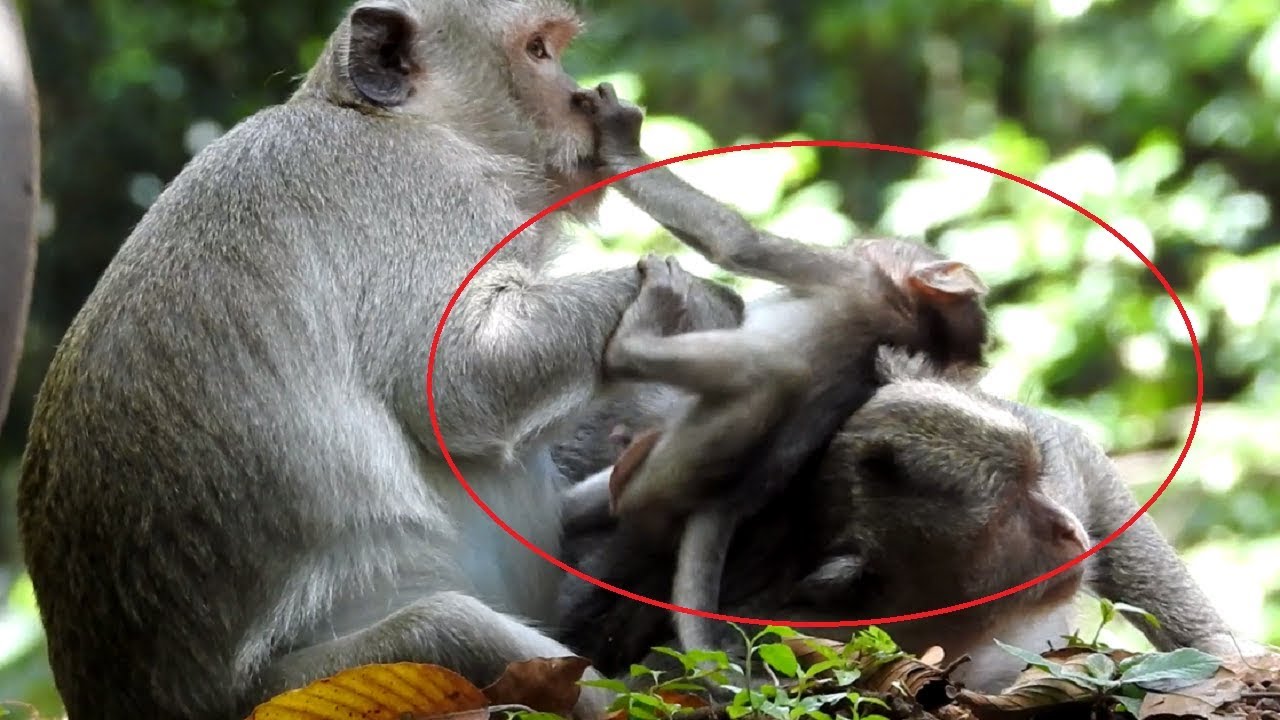 Cute Baby Monkey Kick Monkey Near Mum ST1028 Mono Monkey