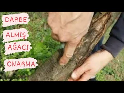 Video: Ağaç Kabuğu Çatlaması - Ağaçlarda Don Çatlaması Nasıl Onarılır