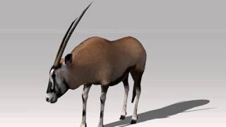 AntelopePreview
