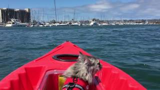 Kayak Adventure in San Diego Harbor by King Curtis the Cat 302 views 7 years ago 1 minute, 29 seconds