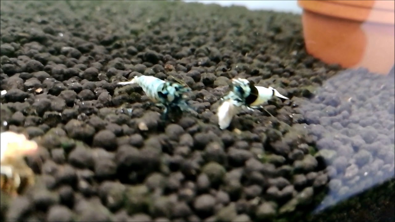 ブラックシャドーシュリンプモスラ導入3日目に抱卵 稚エビが楽しみ