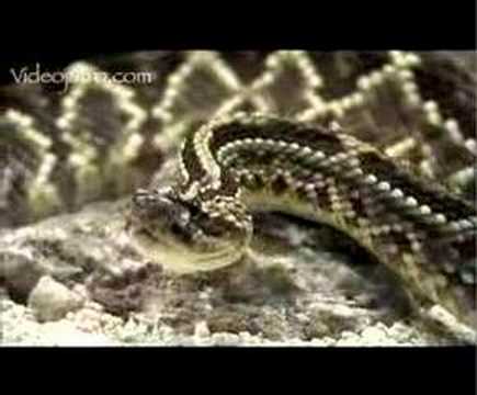 Snake Beauty 04 - South American Rattlesnake 01