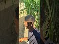 Mczo Morfani Kivuruge Official Audio