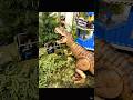 #ショート　ジュラシックワールドにティラノサウルス3頭現れ、激しい戦い！JURASSICWORLD