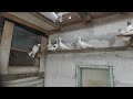 #бойныеголуби. Тренировка бакинских бойных голубей 12.03.2022г.