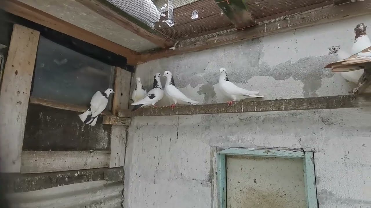 #бойныеголуби