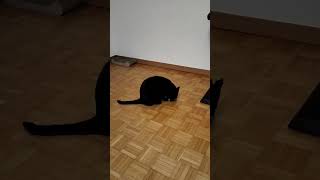 22. listopada 2025.guten morgen 🐈⬛☕😊