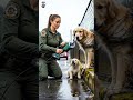 🌧🐶Trapped in the Storm: Golden Retriever Mom’s Heartbreaking Cry for Help! #DogRescue # #animals