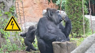Детеныша гориллы Сумомо ударило током и он закричал ⚡🦍😢 | Семья гориллы Хаоко