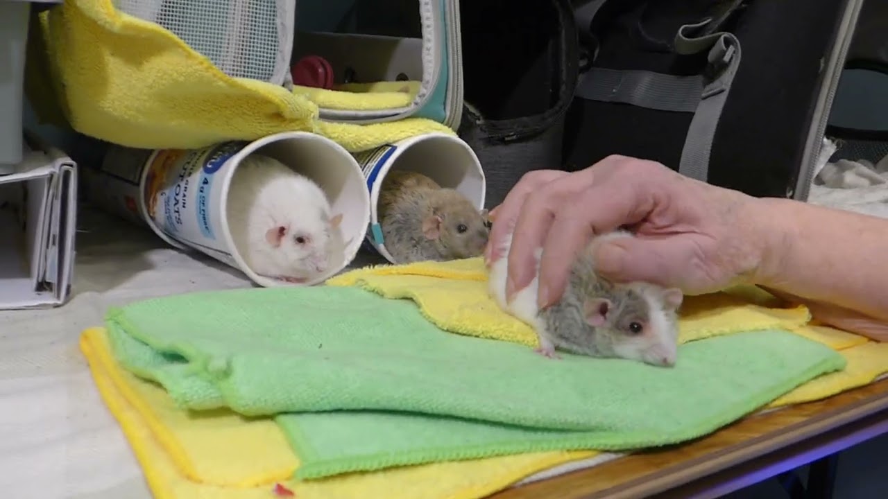 P1030631 Mocha & Phono gettin cuddles from G&G