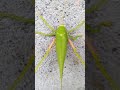 Amazing grasshopperwith lovely sound