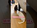 鍋焼うどん待ちのお猫様🍲#音源お借りしました