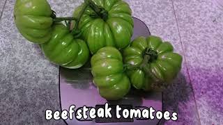 Beefsteak tomatoes | Happy Farm