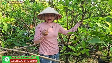 Mận hồng mst lỡ lớn trái to giòn ngọt kinh tế cao nhanh trái