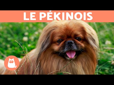 Vidéo: Comment élever Un Pékinois