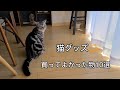 【猫グッズ】買ってよかった10選#アメショー#ラッテ #猫と暮らす家#猫とインテリア#猫