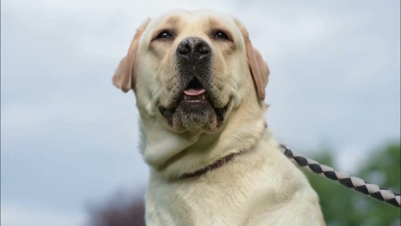 Train Your Labrador Retriever Puppy Basic Commands for a Happy Dog