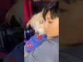 1 mes y 15 días sin ti , te amo hijo ❤️ #duelo #perrito #amor #lealtad #fun #fy  #chile #viral #pet