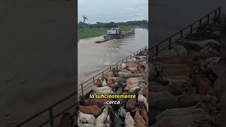 Por qué lanzan las vacas al mar? La razón te sorprenderá. #shortvideo