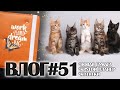 ВЛОГ#51: новый планер, много котят и покупки для скрапа