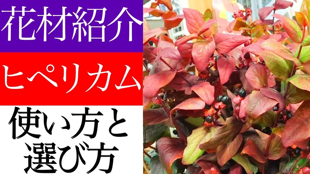 秋の花 ヒペリカムの紅葉を花屋や市場で購入するときに見るべきポイントとフラワーアレンジメントや花束にしやすいヒペリカム紅葉を選ぶ方法 ガーデニング カットフラワー Youtube