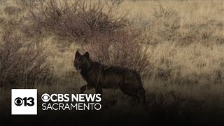 3 new California gray wolfpacks confirmed in three counties