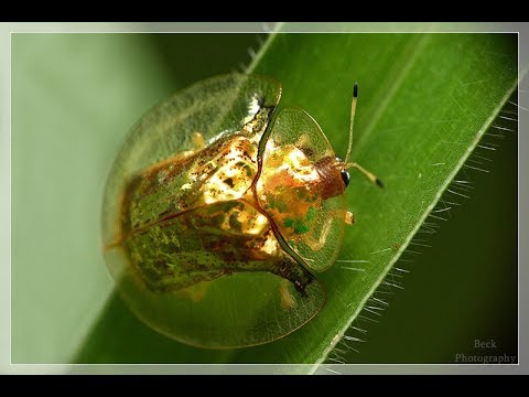 ЖУК ЗОЛОТАЯ ЧЕРЕПАХА - Живая драгоценность