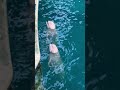 鳴き声が神秘的すぎた日ベルーガ♡ #japan #yokohama #日本 #横浜 #八景島シーパラダイス #dolphin #水族館 #海豚 #aquarium #シロイルカ