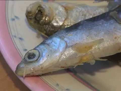 Чем опасен описторхоз?