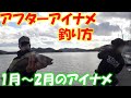 【アイナメ(冬)釣り方】数釣りも可能！産卵後のアイナメの釣り方