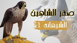 صقر الشاهين / شيهانه 1