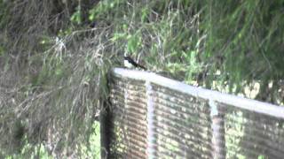Willie Wagtail.