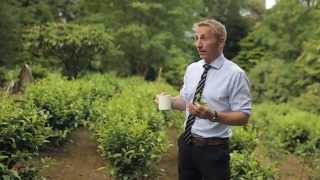 Superfast Cornwall - Tregothnan Tea grow with superfast broadband