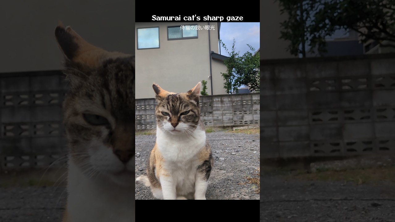 侍猫 / Samurai Cat - Ochibiko Cat Diary 02 Oct '26 - YouTube