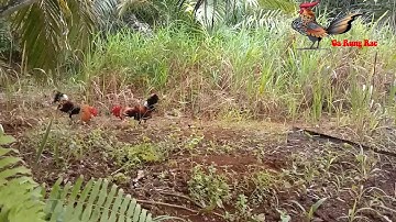 Bẫy Gà Rừng Ngày 20/02/2020